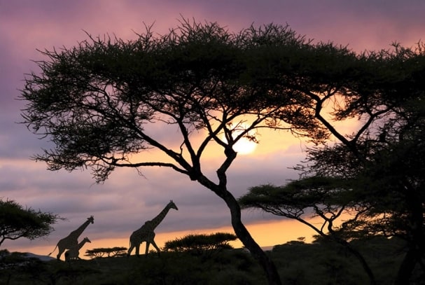 Fototapete Africa Sunset 01