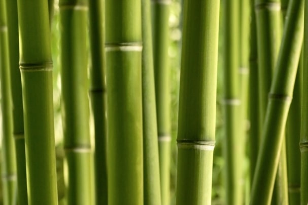 Fototapete Bamboo