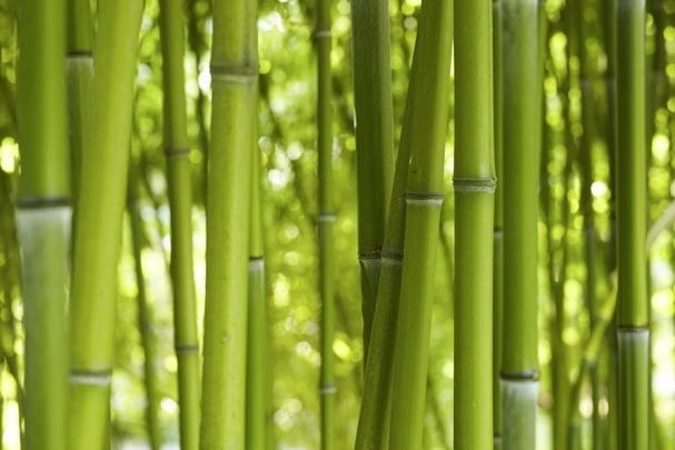 Fototapete Bamboo Wald 03