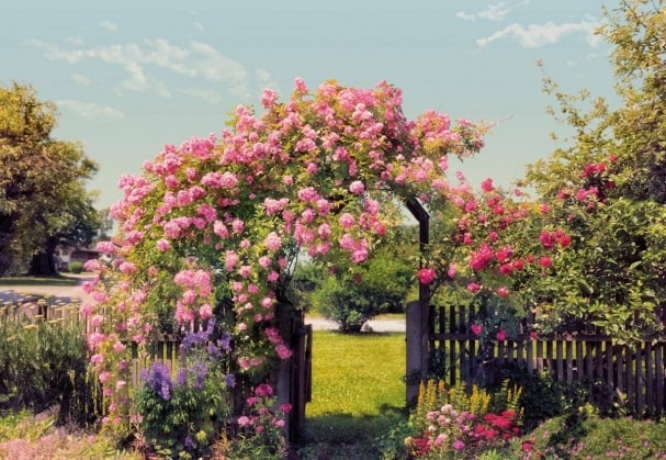 Fototapete Rose Garden