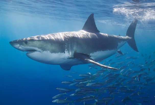 Fototapete White Shark