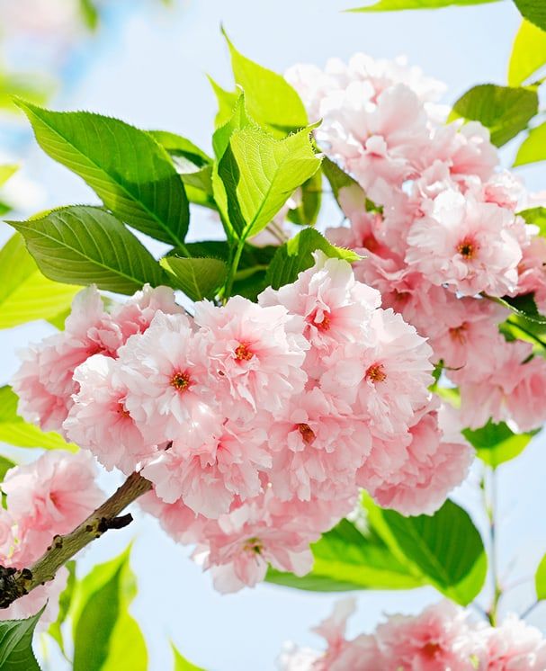 SALE - Fototapete Sakura Blossom